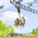 A couple riding the Raggamuffin, an inverted rollercoaster